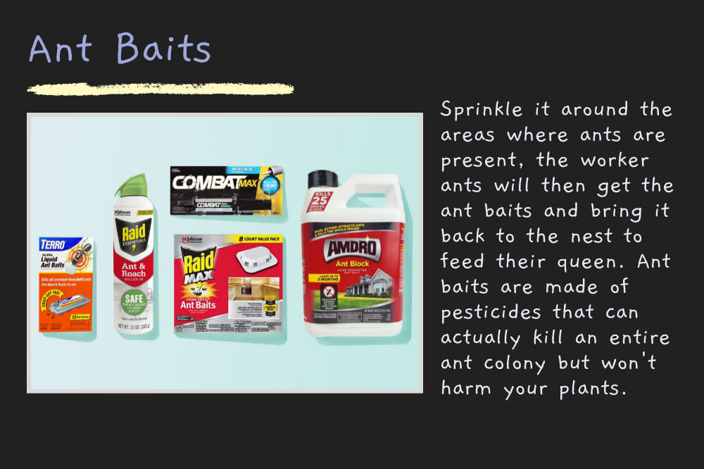 Best Way to Kill Ants in Your Lawn Naturally Without Killing The Grass (Safest and Easiest Methods)