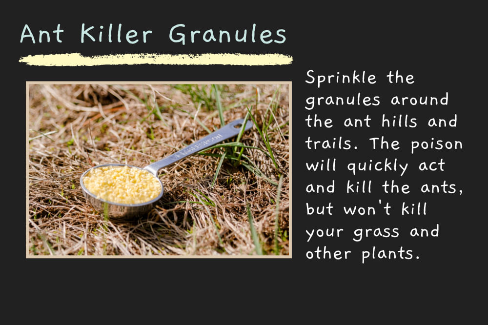 Best Way to Kill Ants in Your Lawn Naturally Without Killing The Grass