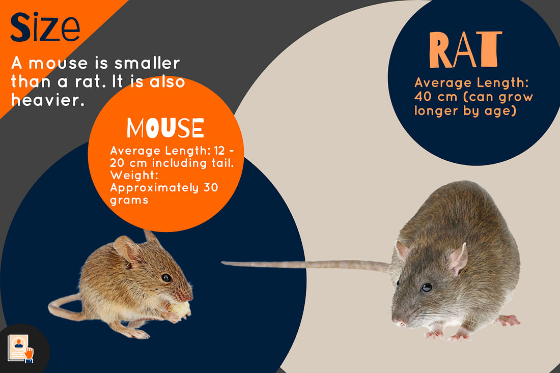 The Difference Between a Rat and a Mouse: How to Tell These Two Rodents ...