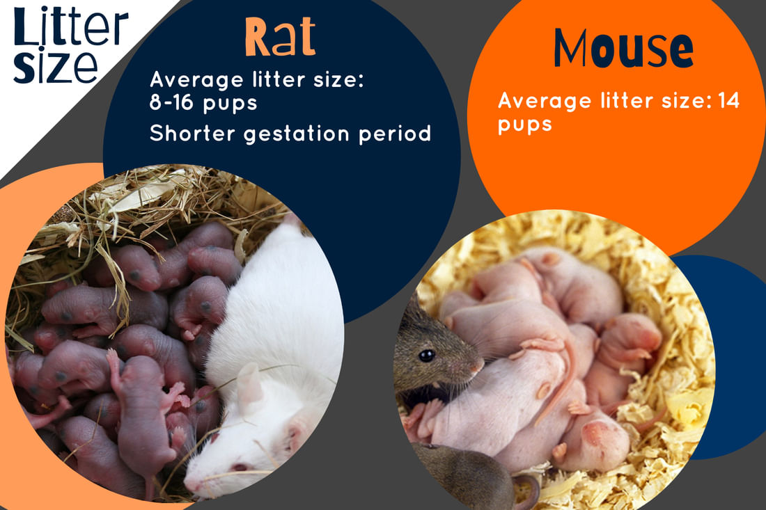 The Difference Between a Rat and a Mouse How to Tell These Two Rodents