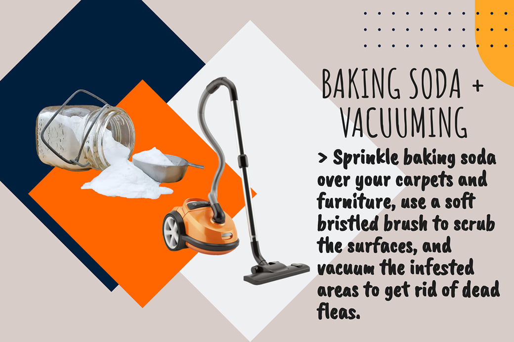 Does Vacuuming Get Rid of Fleas: Effective Flea Control Tips