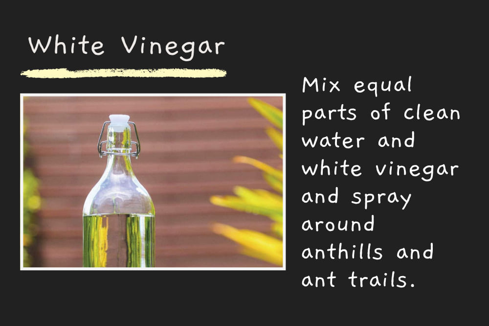 Best Way to Kill Ants in Your Lawn Naturally Without Killing The Grass