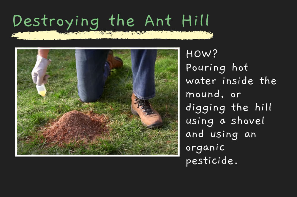 Best Way to Kill Ants in Your Lawn Naturally Without Killing The Grass