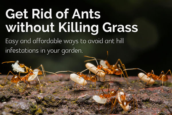 Get Rid of Crazy Ants