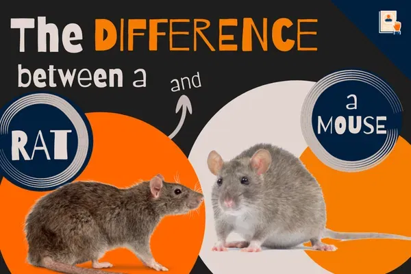 Difference Between Rat and Mouse: Ways to Tell These Two Rodents Apart