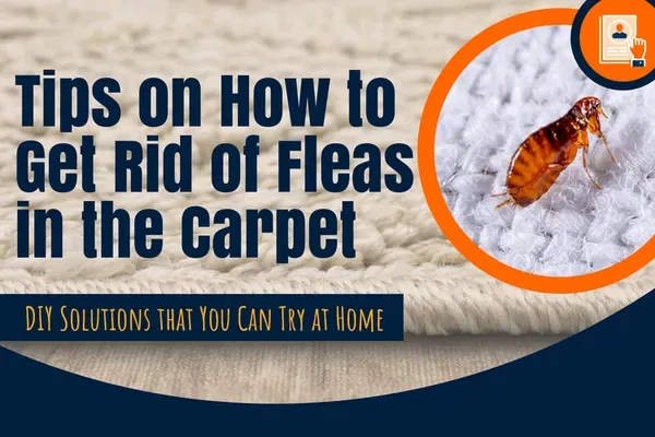Tips on How to Get Rid of Fleas in the Carpet: DIY Solutions that You Can Try at Home